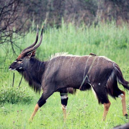 Ouklip Game Lodge Klipdrift Zewnętrze zdjęcie