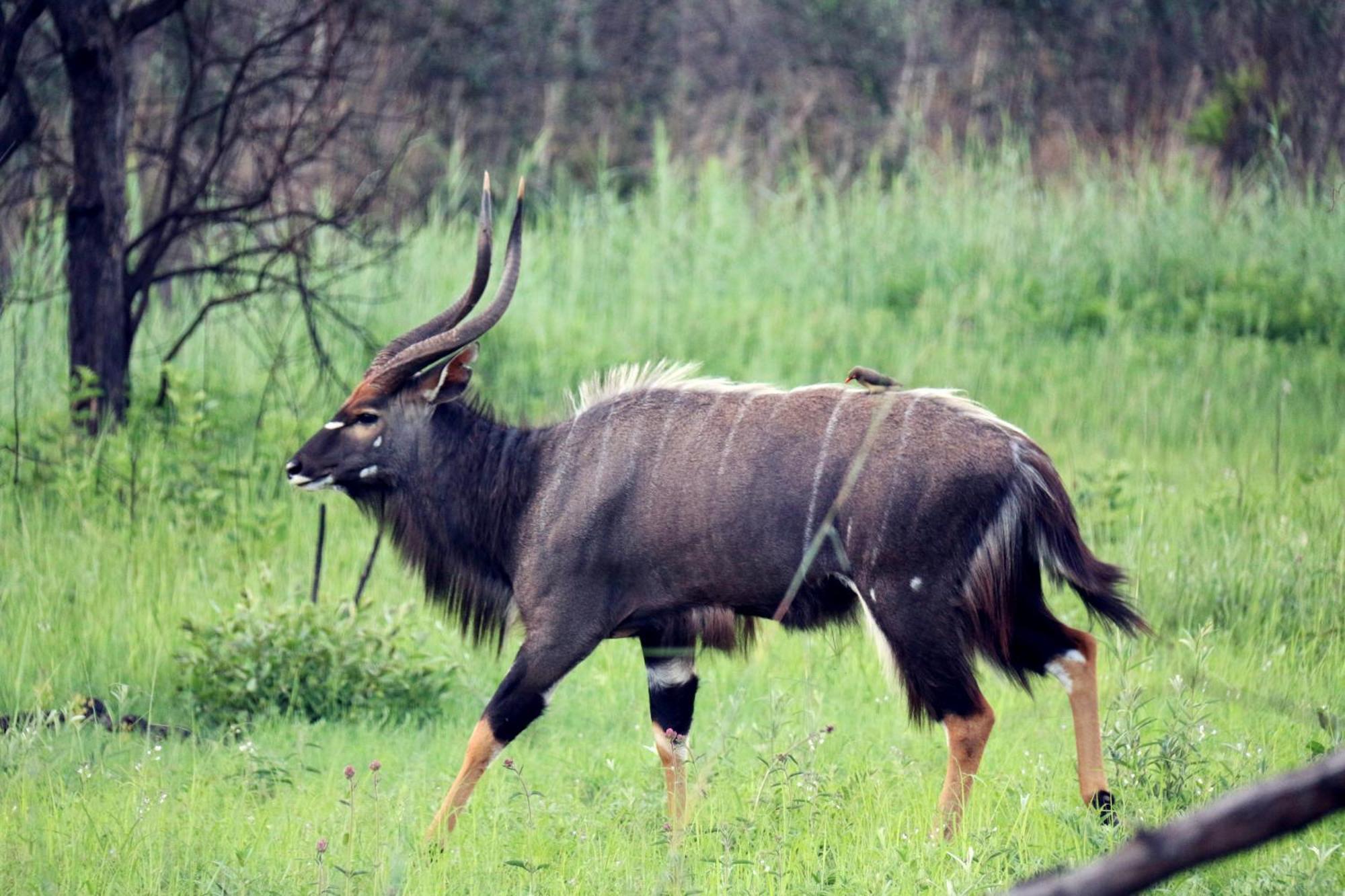 Ouklip Game Lodge Klipdrift Zewnętrze zdjęcie