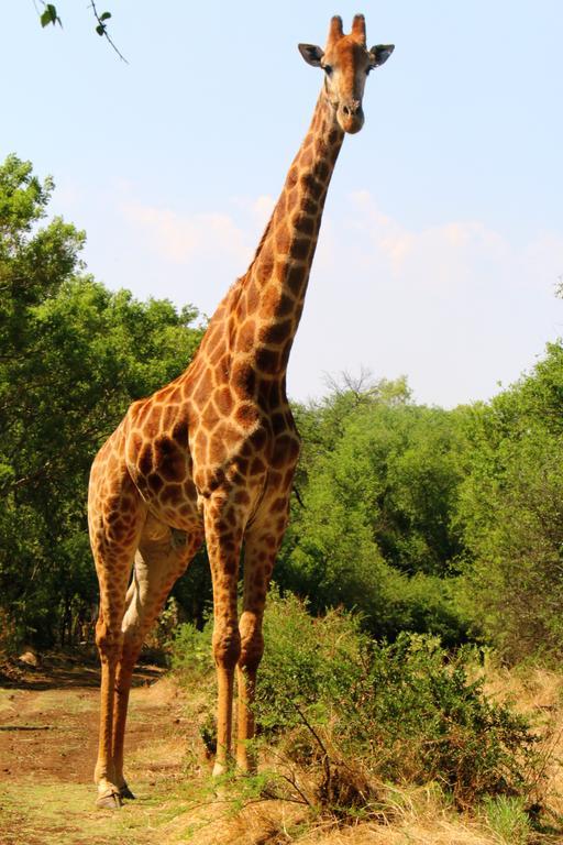 Ouklip Game Lodge Klipdrift Zewnętrze zdjęcie