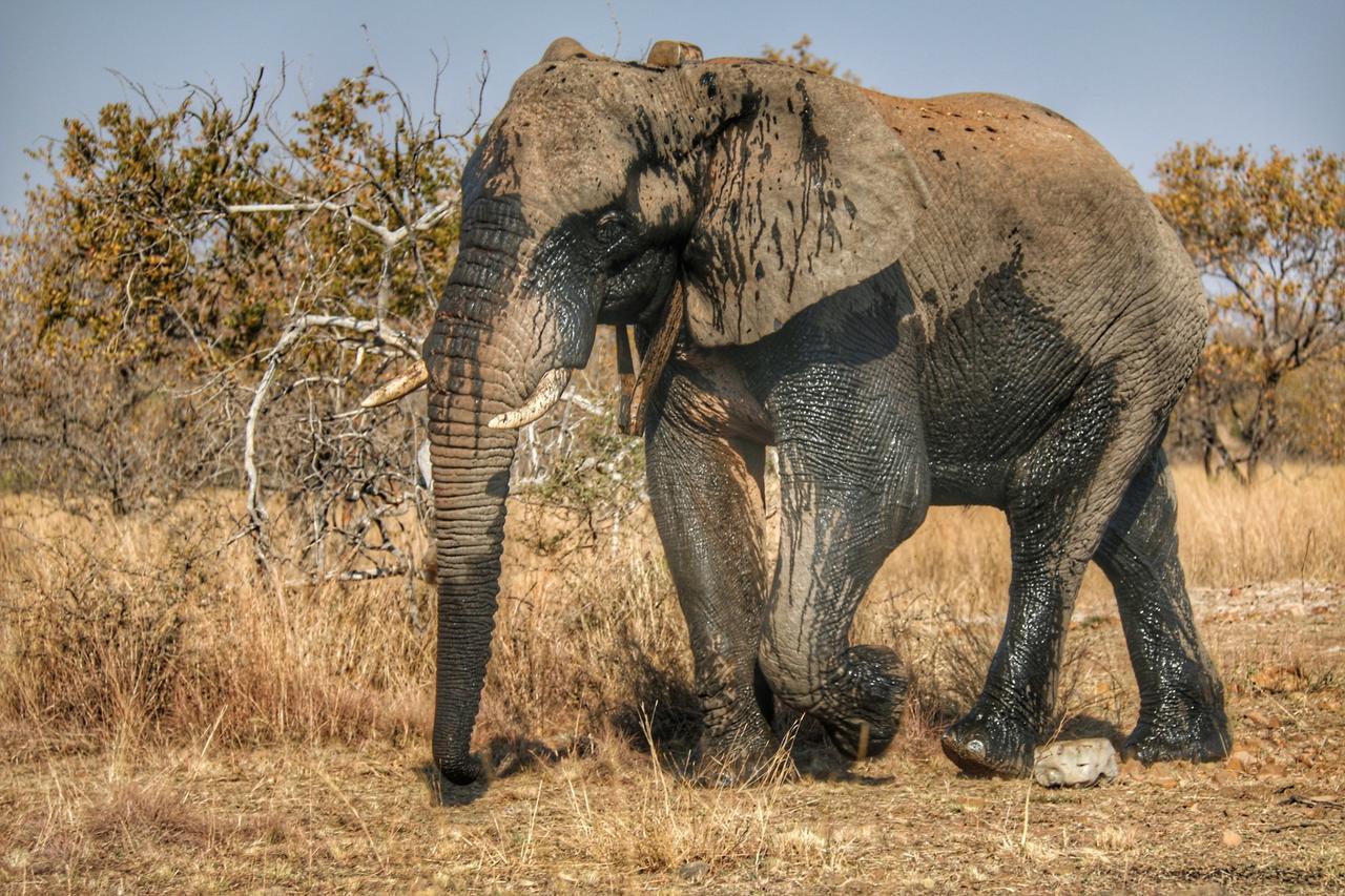 Ouklip Game Lodge Klipdrift Zewnętrze zdjęcie