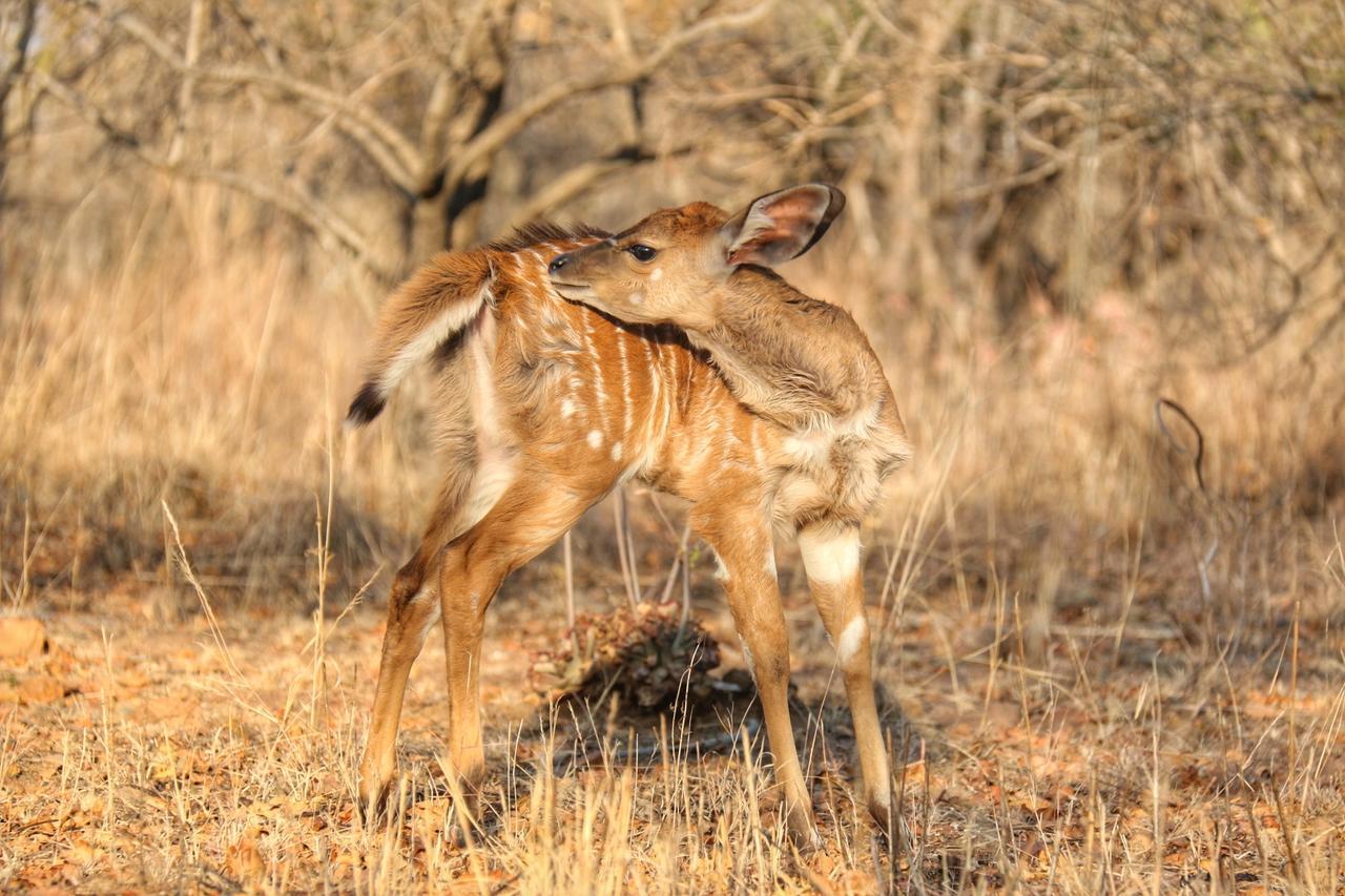 Ouklip Game Lodge Klipdrift Zewnętrze zdjęcie